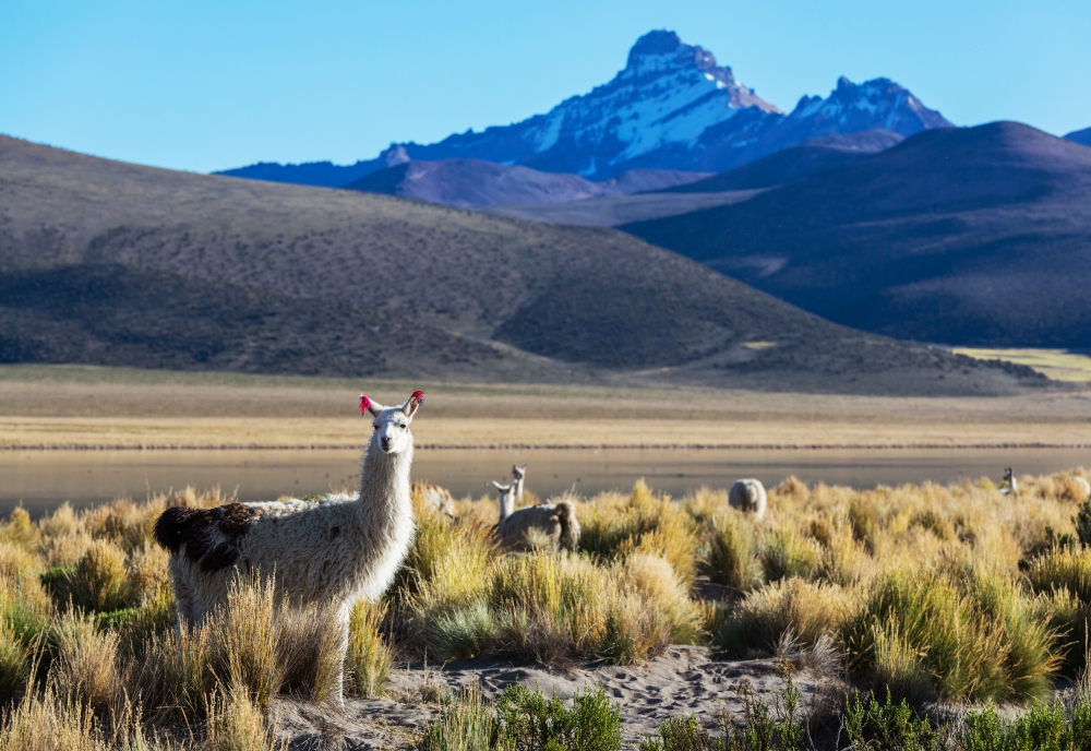 Moving to Chile from US